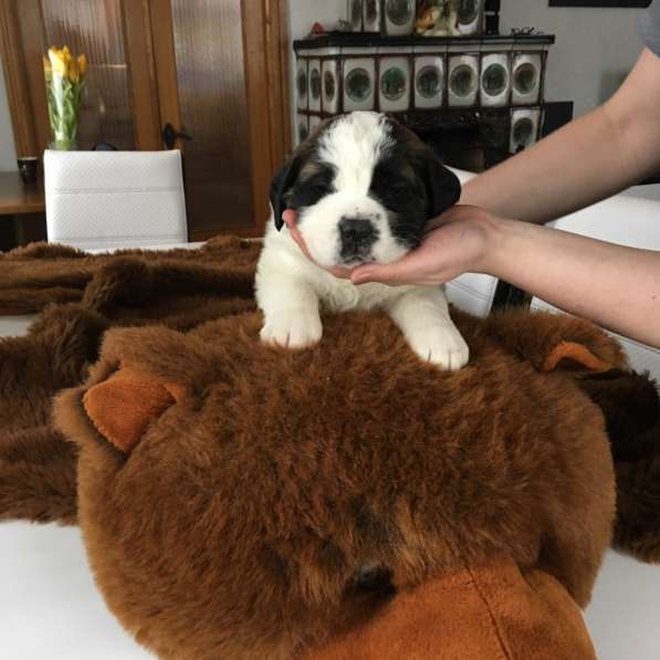 Щенки сенбернара в фото 96