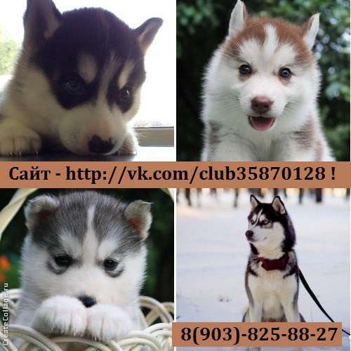 Кобели хаски для вязки, щенки на продажу