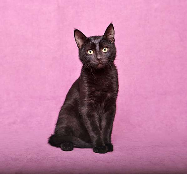 Ласковый и игривый черный котенок-подросток Степа в дар в Москве фото 6