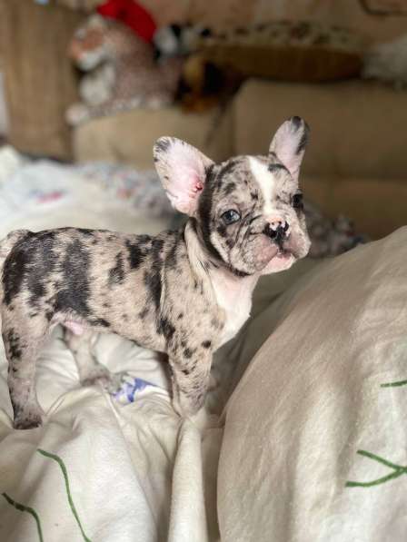 French Bulldog. Merle colour. Boy's в фото 3