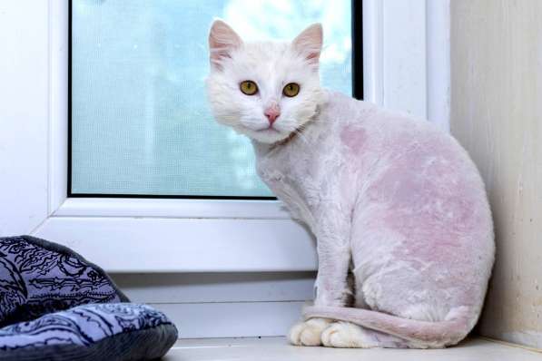 Кот в добрые руки. Пушистый Амур в Калуге фото 26