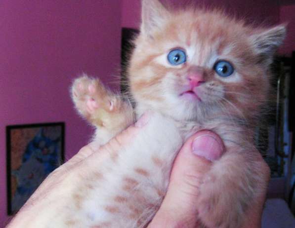 Котята!!! Открыты к резерву в фото 18