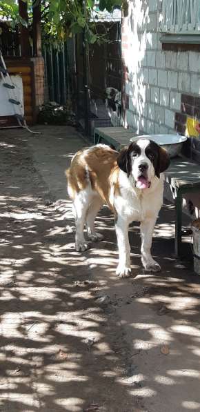 Щенки сенбернара в фото 24