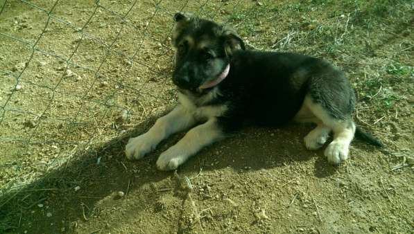 Продаются щенков ВЕО в Евпатории фото 10