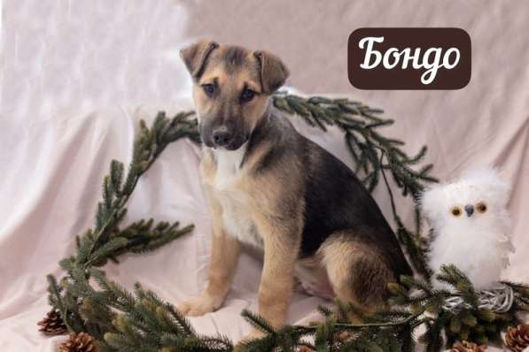 Шоколадные и другие щенки — от лабрадора и овчарки ищут дом в Москве фото 4