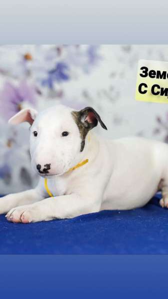 Щенок стандартного бультерьера в Екатеринбурге фото 6