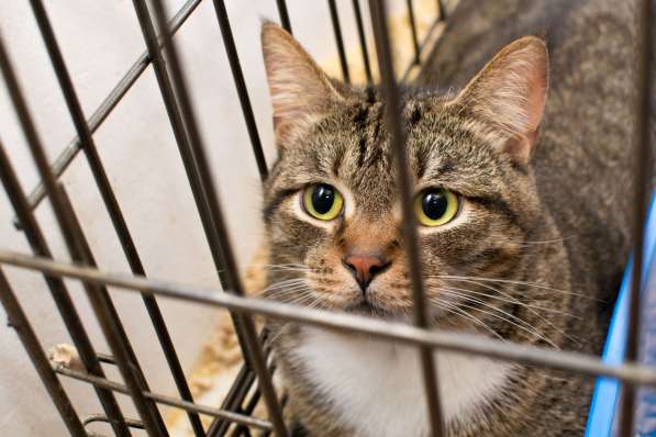 Кот Чук ждёт самых замечательных хозяев в Москве фото 4