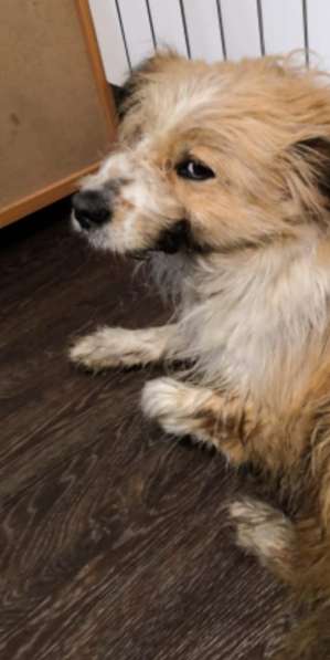 Чарлик хочет домой в Москве фото 10