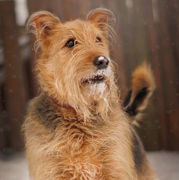 Мухтар ищет семью в Москве фото 28