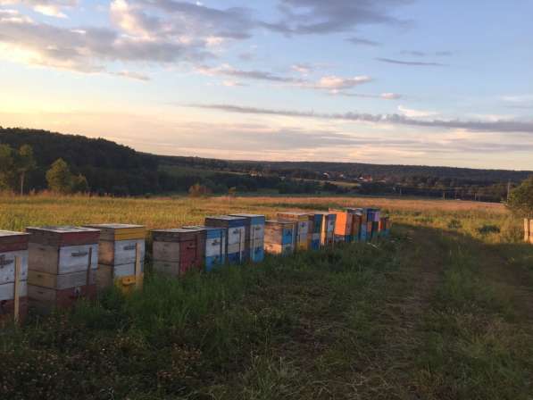 Пчёлы пчелосемьи пчелопакеты в Домодедове фото 5