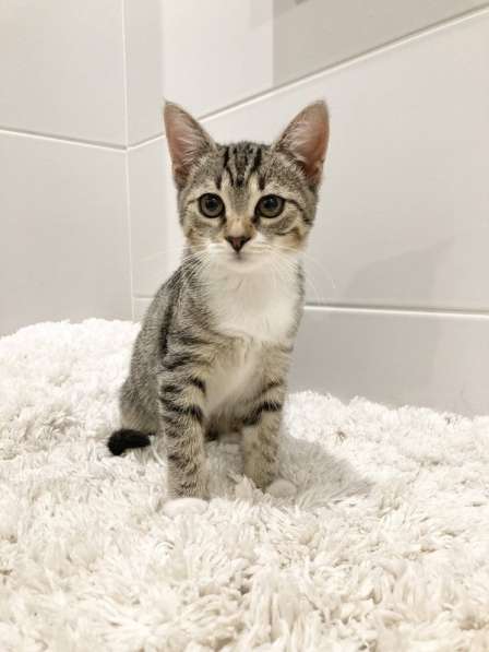 Милый котёнок Тася в добрые руки в Москве фото 9