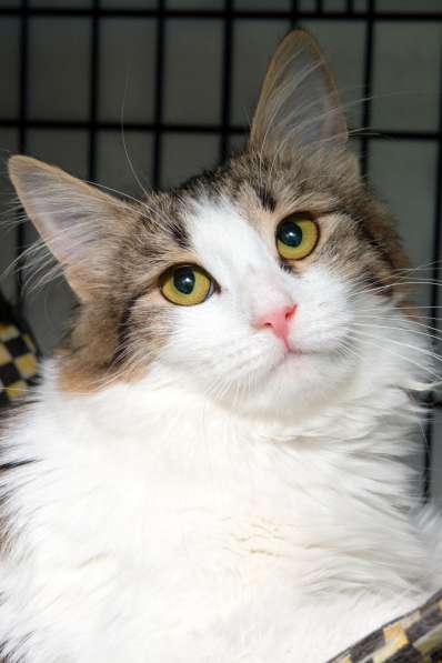 Кошка Ариэль в Москве фото 3