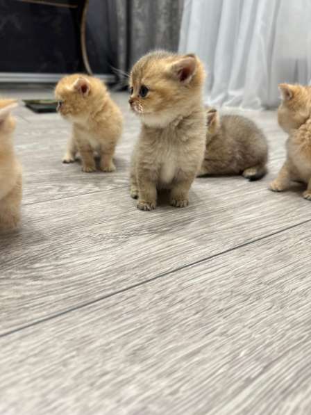 Клубные котята британской золотой шиншиллы
