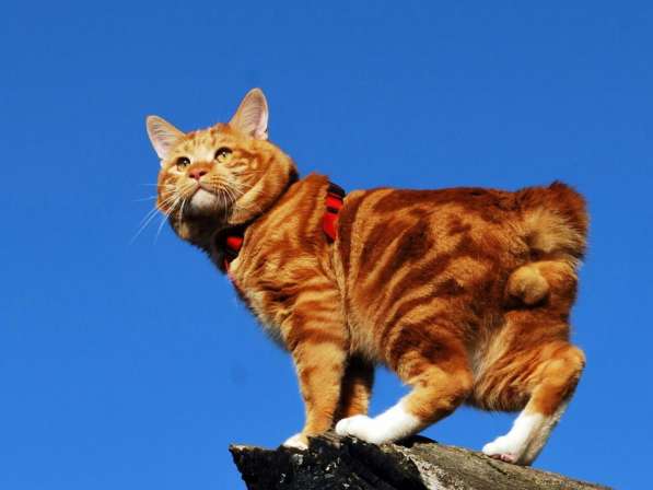 Курбобы- котята от Чемпиона Мира в Уфе фото 17