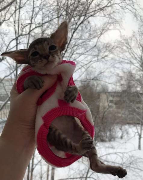 Элитный Девон-Рекс. Кудрявый лесной в Санкт-Петербурге фото 41