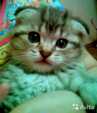 Котята -вислоухие и прямоухие в Костроме фото 7