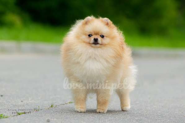 Мини померанские шпицы от красивой пары в Москве фото 11