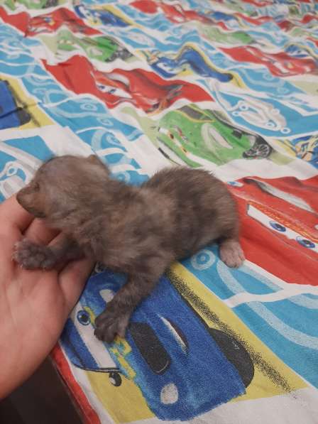 Котята сфинксы в Дзержинске фото 13