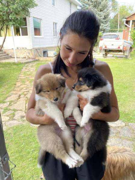 Щенок колли длинношёрстный в Екатеринбурге фото 22