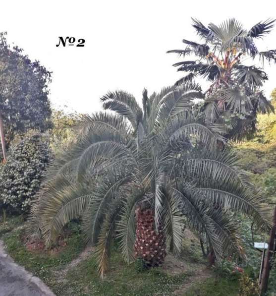 Продаются Финиковые Пальмы в фото 43