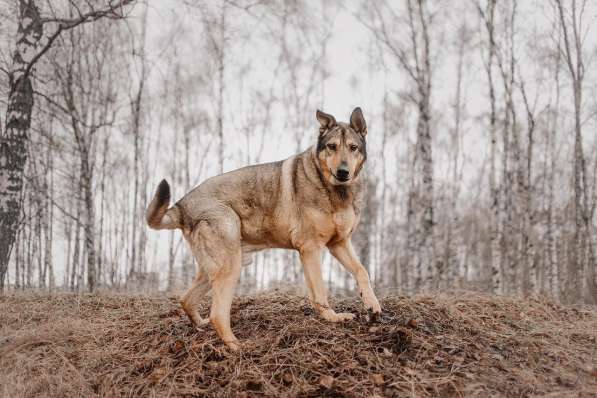 Большой добрый Борман ищет семью в Москве фото 22