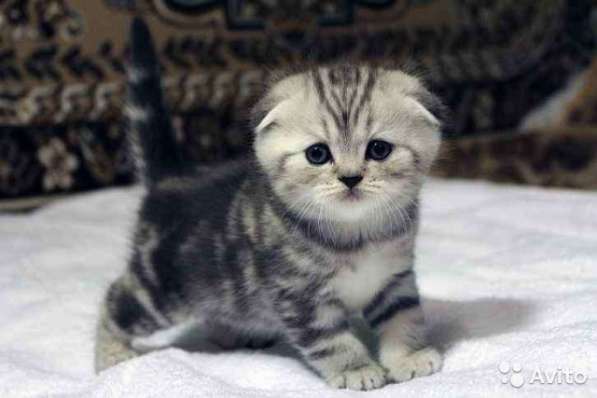 Котята-вислоухие и прямоухие в Костроме фото 6