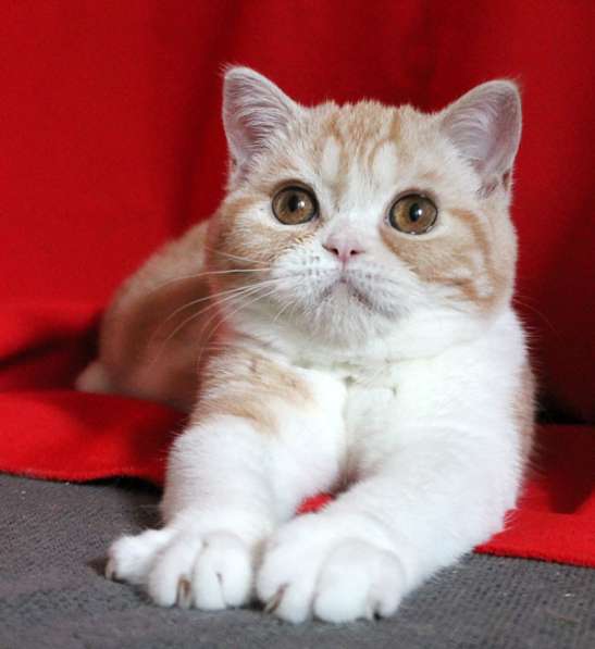 Рыжий шотландский котенок в Ростове-на-Дону фото 5