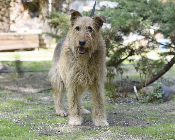 Мухтар ищет семью в Москве фото 10