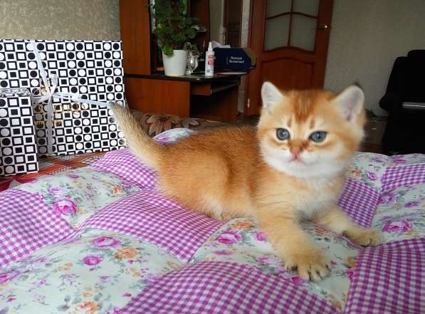 Британская кошечка в Санкт-Петербурге