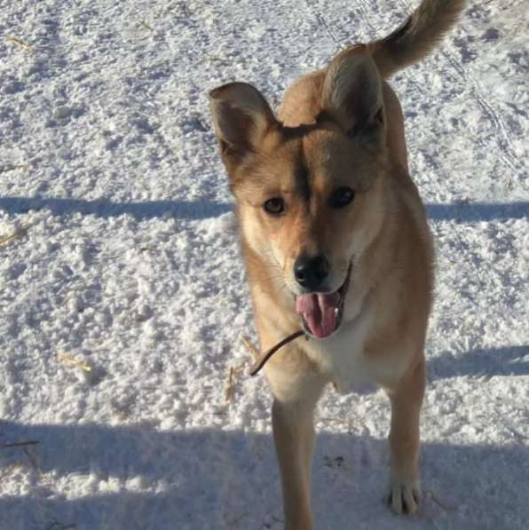 Веселая, озорная Эри ищет семью в Москве фото 14