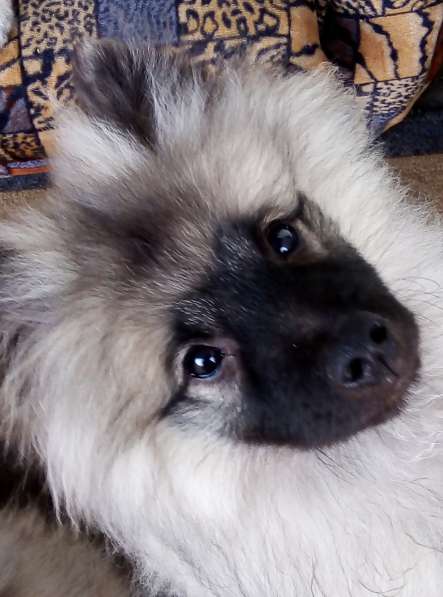 Кеесхонд /вольфшпиц. Щенки в Ростове-на-Дону фото 7