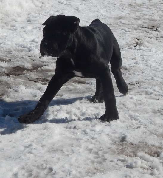 Щенки кане корсо (девочки) в 