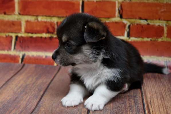 Щенки вельш корги пемброк в Москве фото 3