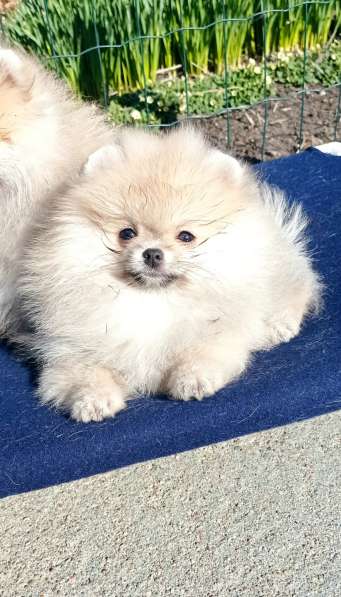 Щенки шпиц в Калининграде фото 12