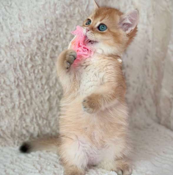 Британские котята драгоценных окрасов(золотая шиншилла) в фото 3