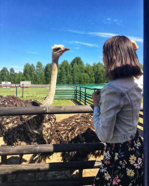 Продается страусиная ферма в Нижнем Новгороде фото 12