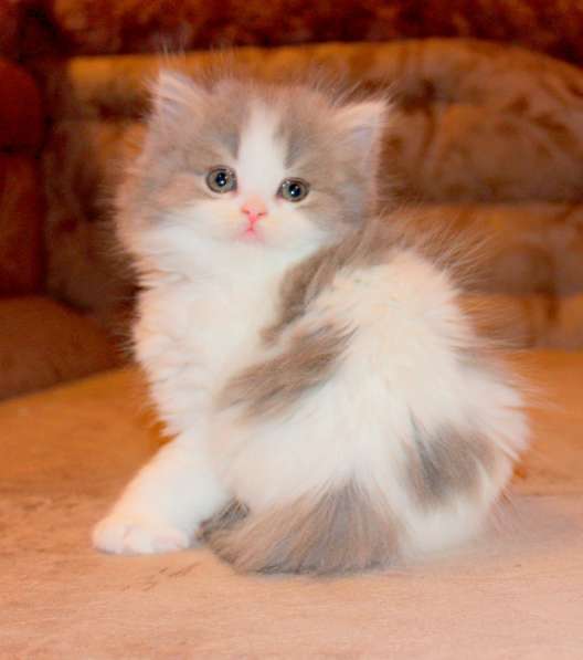 Шотландский котёнок Матильда) в Екатеринбурге фото 17