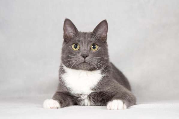 Кот Сема в Москве