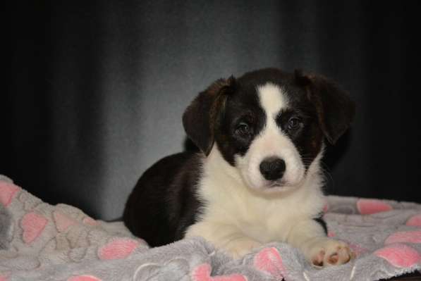 Щенок вельш корги кардигана мальчик в Москве фото 13