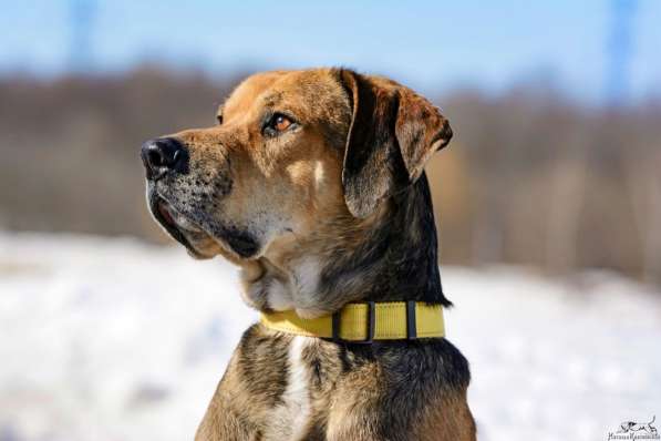 Собака Тиша ищет дом