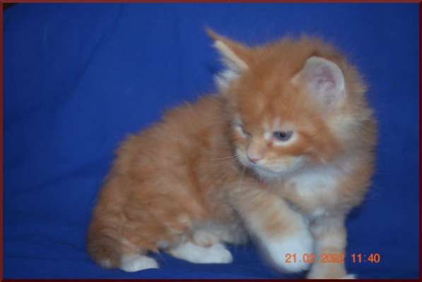 Роскошный черный котик мейн-кун из питомника в Астрахани фото 111