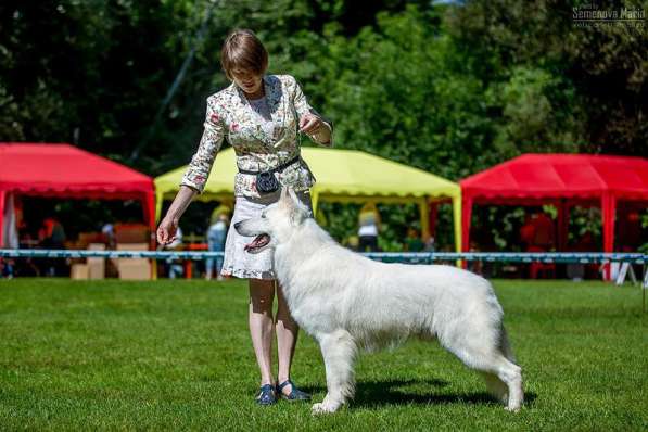 Отличные щенки белой швейцарской овчарки в Москве фото 6