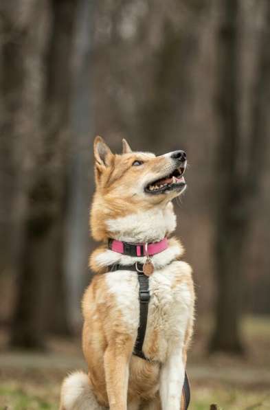 Мистер лучезарная улыбка Янтарь ищет дом в Москве фото 18