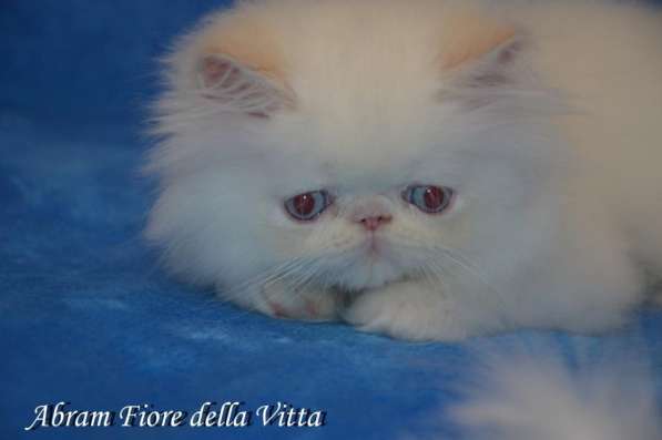 Персидские котята в Москве фото 5