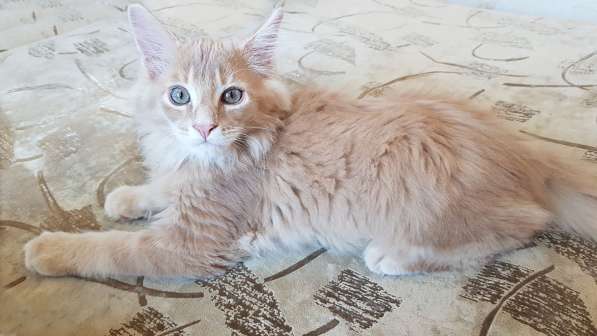 Продаётся красная девочка мейн-кун в Санкт-Петербурге фото 42