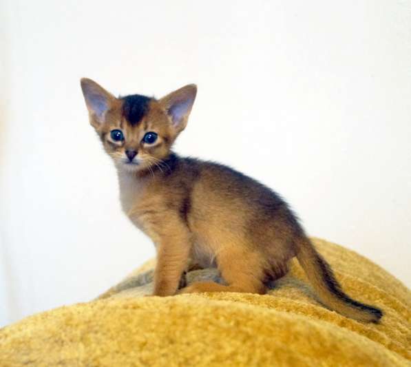 Абиссинские красотки в Туле фото 7