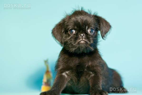 Гриффоны бельгийские и брюссельские и птибрабанты в Санкт-Петербурге фото 3