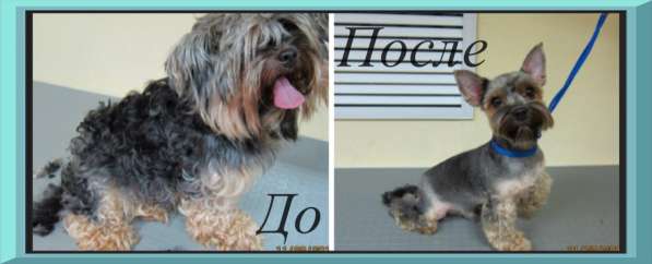 Стрижка собак в Москве фото 9