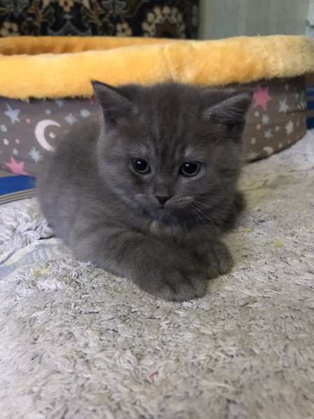 Продаю кота в Саратове фото 4