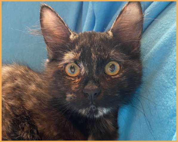 Суперласковая котенок-девочка Саманта в добрые руки в Москве